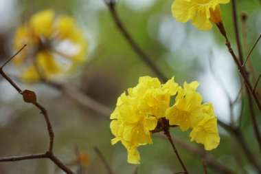 gündüz açık büyüyen renkli çiçekler yakın 