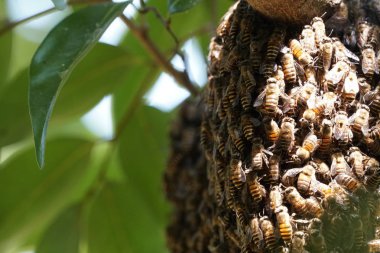 kovan üzerinde oturan arılar küme yakın