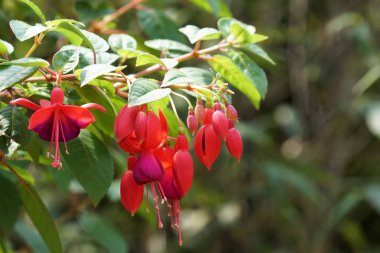 gündüz açık büyüyen renkli çiçekler yakın 