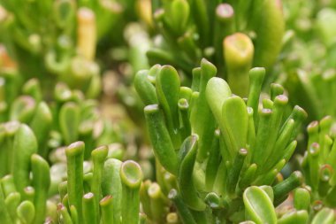 gündüz açık havada büyüyen vahşi bitkilerin yakın 