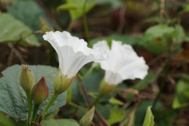 gündüz açık büyüyen renkli çiçekler yakın 