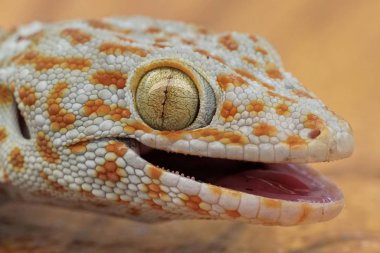 kertenkele açık havada duran yakın çekim