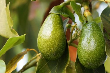 gündüz ağacında büyüyen egzotik meyveler 