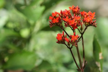 gündüz açık büyüyen renkli çiçekler yakın 