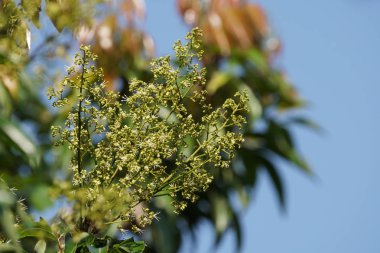 gündüz açık havada büyüyen vahşi bitkilerin yakın 
