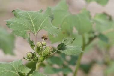 gündüz açık havada büyüyen vahşi bitkilerin yakın 