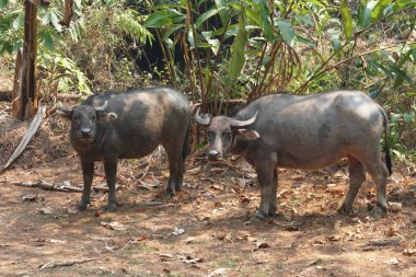 scenic shot of asian cows grazing on nature