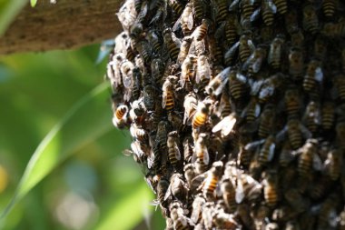 kovan üzerinde oturan arılar küme yakın
