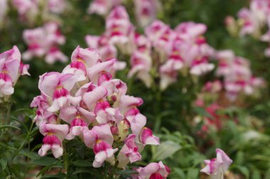 gündüz açık havada büyüyen vahşi bitkilerin yakın 