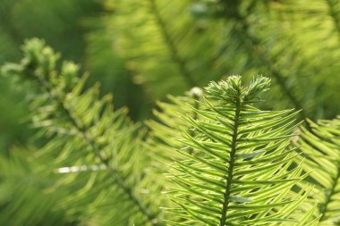 gündüz açık havada büyüyen vahşi bitkilerin yakın 