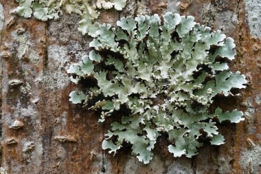 koyu yeşil yosun ile ağaç dalı üzerinde liken