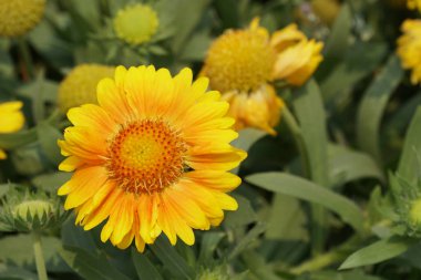 gündüz açık büyüyen renkli çiçekler yakın 