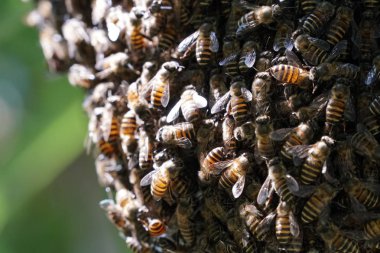 kovan üzerinde oturan arılar küme yakın