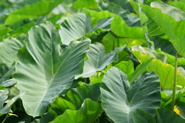 gündüz açık havada büyüyen vahşi bitkilerin yakın 