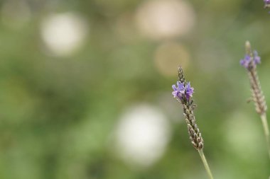 gündüz açık büyüyen renkli çiçekler yakın 
