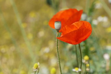 gündüz açık büyüyen renkli çiçekler yakın 