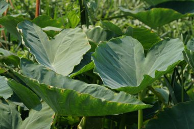 gündüz açık havada büyüyen vahşi bitkilerin yakın 