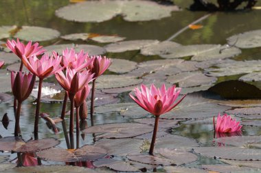 su yüzeyinde su zambak çiçekler yakın 