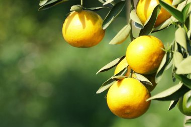 Mandalina veya Mandalina, Narenciye reticulata 