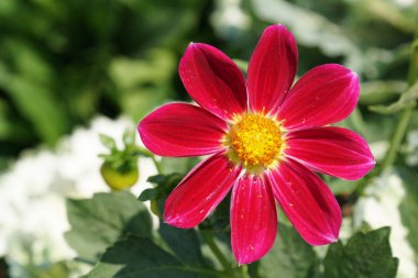 gündüz açık büyüyen renkli çiçekler yakın 