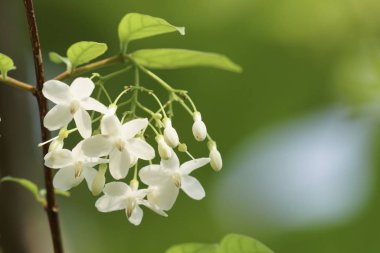 gündüz açık büyüyen renkli çiçekler yakın 
