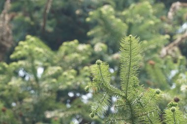 gündüz açık havada büyüyen vahşi bitkilerin yakın 