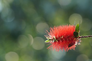 gündüz açık büyüyen renkli çiçekler yakın 