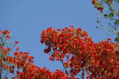 Güzel turuncu çiçekler ve mavi gökyüzü arka plan  