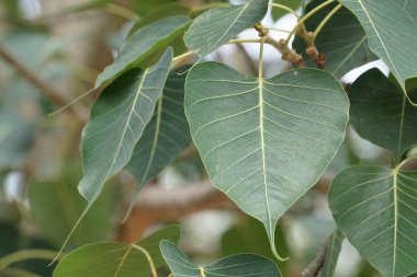 gündüz açık havada büyüyen vahşi bitkilerin yakın 