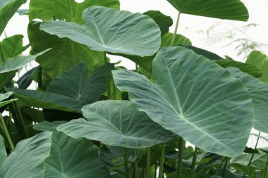 gündüz açık havada büyüyen vahşi bitkilerin yakın 