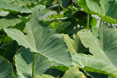 gündüz açık havada büyüyen vahşi bitkilerin yakın 