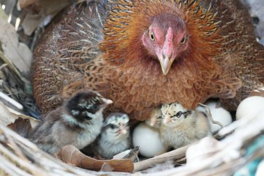 sevimli civciv sadece doğdu, tavuk veya yuvada kuluçka yumurta bakıcısı