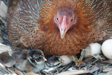 sevimli civciv sadece doğdu, tavuk veya yuvada kuluçka yumurta bakıcısı