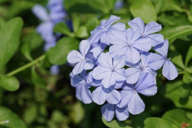 gündüz açık büyüyen renkli çiçekler yakın 