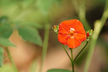gündüz açık büyüyen renkli çiçekler yakın 