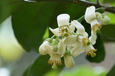 gündüz açık büyüyen renkli çiçekler yakın 