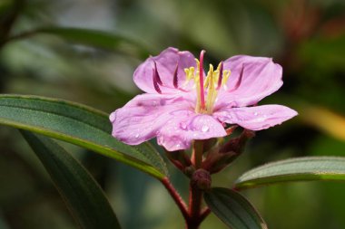 gündüz açık büyüyen renkli çiçekler yakın 