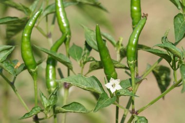 gündüz biber ile tarım alanı görünümü