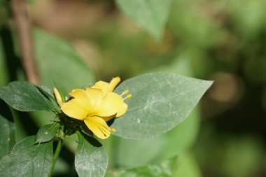 gündüz açık büyüyen renkli çiçekler yakın 