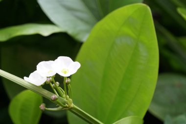 gündüz açık büyüyen renkli çiçekler yakın 
