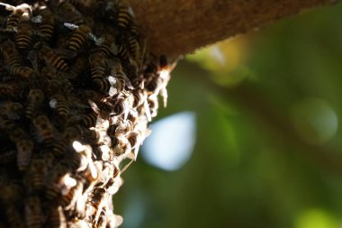 kovan üzerinde oturan arılar küme yakın