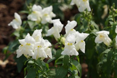 gündüz açık büyüyen renkli çiçekler yakın 