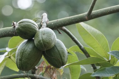 kertenkele açık havada duran yakın çekim