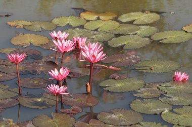 su yüzeyinde su zambak çiçekler yakın 