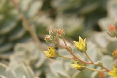 gündüz açık büyüyen renkli çiçekler yakın 