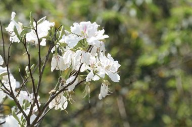 gündüz açık büyüyen renkli çiçekler yakın 