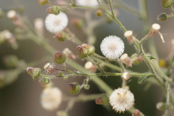 Gros Plan Fleurs Couleur Poussant Plein Air Jour — Photo