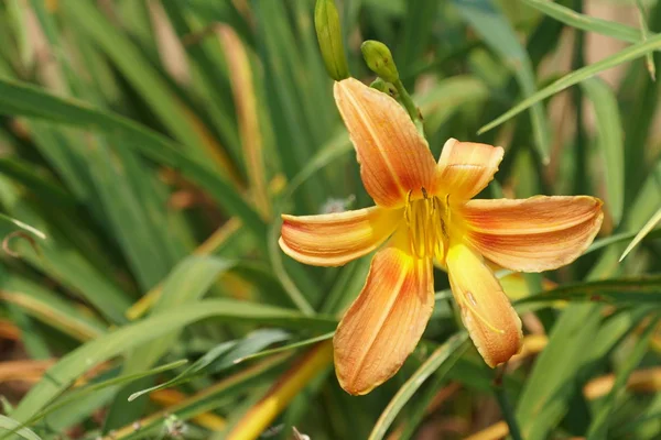 Närbild Färg Blommor Växer Utomhus Dagtid — Stockfoto