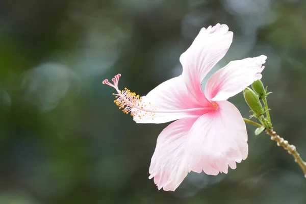 Gros Plan Fleurs Couleur Poussant Plein Air Jour — Photo