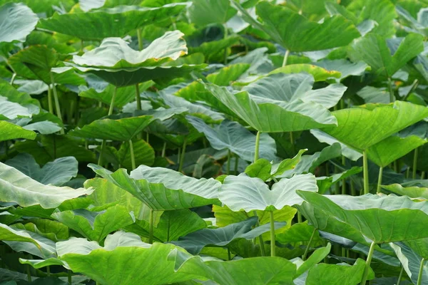 Primer Plano Las Plantas Silvestres Que Crecen Aire Libre Durante — Foto de Stock